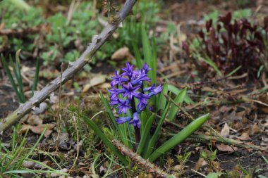 Baharın başında yerde mavi sümbüller