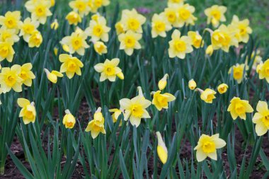 Bahçedeki sarı nergisler