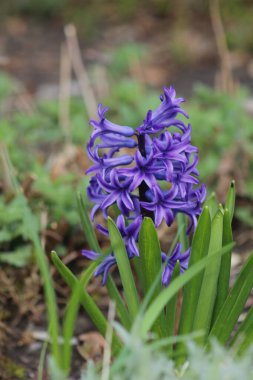 Bahçedeki sümbül çiçeği