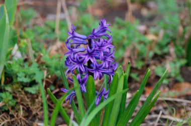 Bahçedeki sümbül çiçeği