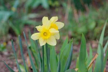 Bahçedeki güzel bahar nergisleri