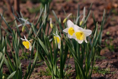 Bahar çiçeklerinin arka planında beyaz nergis