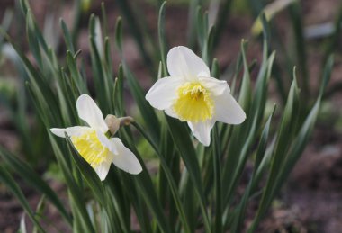 Bahar çiçeklerinin arka planında beyaz nergis