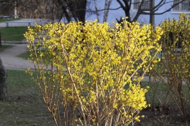 Bahçedeki sarı çalı, yakın görüş.