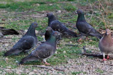 Bir yerdeki güvercin grubu.
