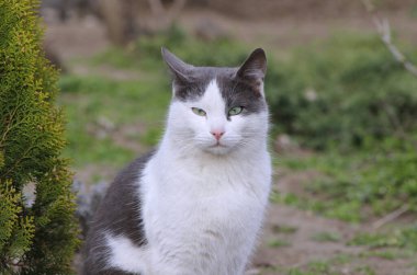 Güzel gri beyaz bir kedinin portresi