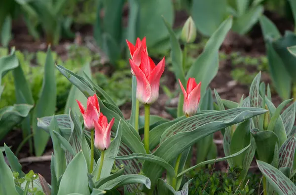Bahçedeki kırmızı laleler