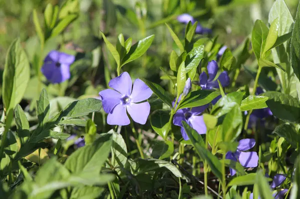 Mavi menekşe çiçekleri kapatın