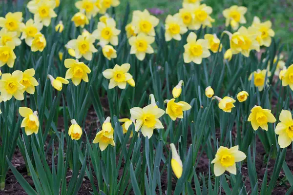 Bahçedeki sarı nergisler