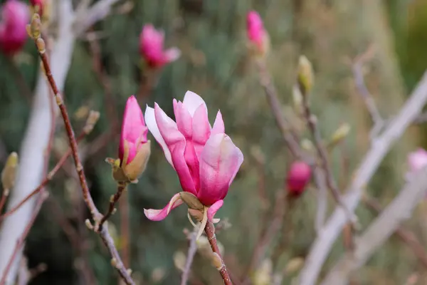Bahçedeki manolya çiçekleri