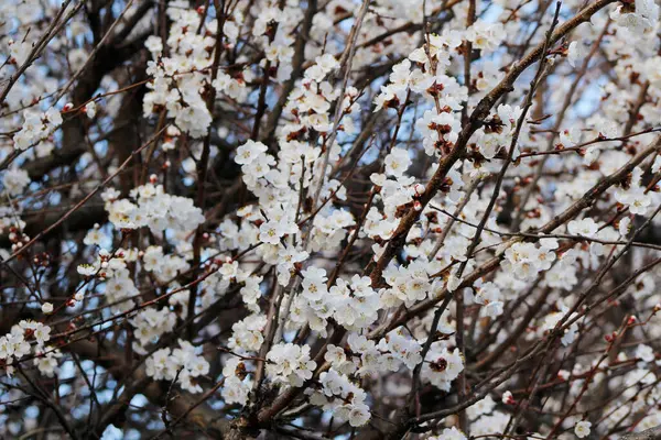 ağaç üzerinde beyaz bahar çiçekleri