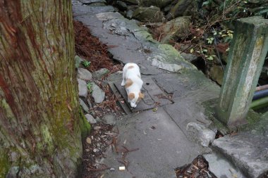 Küçük, beyaz ve turuncu bir kedi yemyeşil ve taşlarla çevrili kayalık bir yolda dikkatle ilerler. Güneş ışığı ağaçların arasından süzülüp sakin bir atmosfer yaratır..