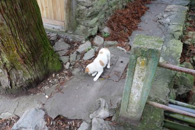 Meraklı bir kedi, sakin bir açık alandaki bir ağaç boyunca kayalık bir patikayı araştırıyor. Doğal çevre, kırsal taştan bir yapı ve yaprakla tamamlanır..