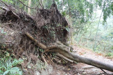 Kökü sökülmüş bir ağaç yürüyüş yolunun üzerinde kısmen yatar ve karışık köklerini ortaya çıkarır. Çevreleyen yapraklar yeşillik karışımını gösterirken, sis uzak manzarayı gizliyor..