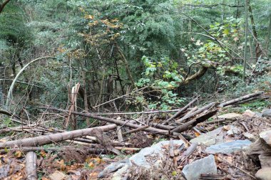 Manzara, düşen dalları ve dağınık kayaları olan sık bir ormanı gösteriyor. Yapraklar renk değiştirir, sonbaharı gösterir, yeşillik ise arka planda gelişir.