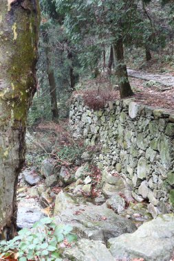 Sağlam bir taş duvarla çevrili sakin bir ormanın içinden geçen doğal bir yol. Uzun ağaçlar gölgeyi sağlarken, kayalar ve yapraklar barışçıl bir atmosfer yaratıyor..