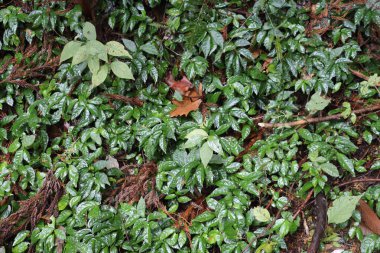 Yoğun yeşil bitkiler orman zeminini kaplayarak, yeni yağan yağmur damlacıklarıyla parıldıyor. Güneş ışığı gölgeliklerden süzülür, canlı yaprakları aydınlatır..