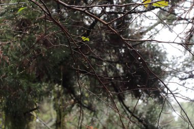 Parlayan yağmur damlalarıyla süslenmiş narin dallar sık bir ormanda sakin bir atmosfer yaratır. Sabahın erken saatleri yaprakların arasından süzülür, sükuneti arttırır..