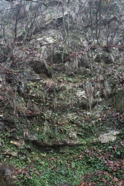 Yeşil ile çevrili yosun kaplı kayalık bir yüzey belirgin bir şekilde sergilenir. Sisli sabah atmosferi, kayaların ve bitkilerin dokusunu vurgulayan mistik bir kalite ekler..