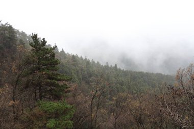Huzurlu bir orman sahnesi sislerin içinde gizlenmiş çeşitli ağaçların gizemli bir atmosfer yarattığını gösteriyor. Yapraklar sabahın erken saatlerindeki sakinliği yansıtıyor. Uzak tepeler kısmen sisle kaplanmış..