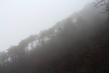 A dense fog envelops a hillside, obscuring the view of tall pine trees. The atmosphere is serene and mysterious, characteristic of a quiet morning in the mountains. clipart