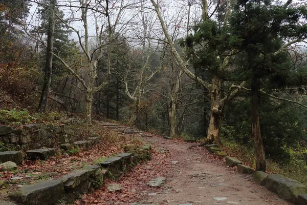 Sakin bir orman yolu, çıplak ağaçlar ve renkli yapraklarla kaplı bir arazide dolanıyor. Sonbaharın serin havası huzurlu ortamı artırır..