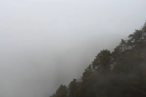 Yoğun sis, sakin bir sabahta yeşil ağaçları gizemli bir şekilde örten bir dağ manzarasını örtüyor. Doğal güzellik dinginlik ve dinginlik ortamı yaratır..