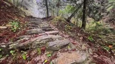 Huzurlu bir yürüyüş yolu sisli bir ormanda esiyor, engebeli taşlar ve yemyeşil alanlar var. Sakin atmosfer, doğa meraklılarını doğaya dalmaya davet ediyor..