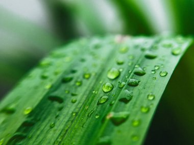 Pandan yapraklarına su damlası