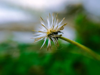 Tridax procumbens 'in yakın plan görüntüsü, genellikle palto düğmeleri ya da tridax papatya olarak bilinir, beyaz yapraklı ve sarı merkezli küçük bir çiçek bitkisi, tropikal ve subtropikal bölgelerde bulunan bitki,