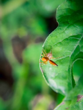 Yeşil bir yaprağın üzerine tünemiş bir Lynx örümceğinin (Oxyopes salticus) yakın çekimi. Bu küçük, çevik yırtıcı, mükemmel avlanma becerileri ve hızlı hareketleri ile tanınır. Uzun bacakları ve keskin görüşüyle