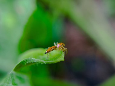 Yeşil bir yaprağın üzerine tünemiş bir Lynx örümceğinin (Oxyopes salticus) yakın çekimi. Bu küçük, çevik yırtıcı, mükemmel avlanma becerileri ve hızlı hareketleri ile tanınır. Uzun bacakları ve keskin görüşüyle