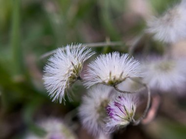 Brezilya biber ağacı olarak da bilinen Conyza Bonariensis 'in yakın plan çekimlerinde ince yeşil sapları ve küçük beyaz çiçekleri sergilenmektedir.