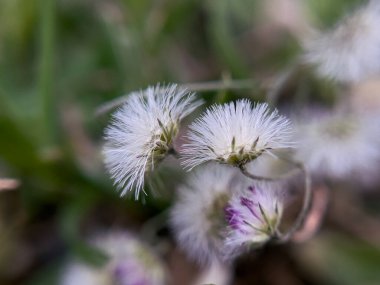 Brezilya biber ağacı olarak da bilinen Conyza Bonariensis 'in yakın plan çekimlerinde ince yeşil sapları ve küçük beyaz çiçekleri sergilenmektedir.