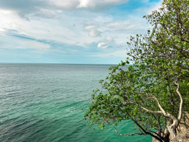 Alnus glutinosa ağacının dalları ve yapraklarının yakından görüntüsü, arka planda büyüleyici bir sahneyi güzelce çerçeveliyor. Bereketli yeşil yapraklar ve zarif dallarla mükemmel bir içerik.