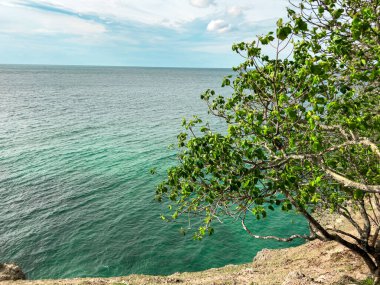 Alnus glutinosa ağacının dalları ve yapraklarının yakından görüntüsü, arka planda büyüleyici bir sahneyi güzelce çerçeveliyor. Bereketli yeşil yapraklar ve zarif dallarla mükemmel bir içerik.
