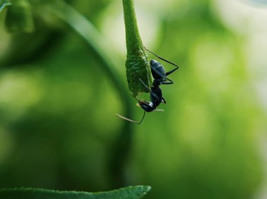 Taze yeşil bir yaprak üzerinde ilerleyen siyah bir karıncanın detaylı bir yakın çekimi. Bu resim, karıncaların koyu bedeni ile yaprağın doğal rengi arasındaki keskin kontrastı gösteriyor.
