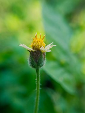Zarif Tridax çiçeklerinin bahçede zarifçe açtığı büyüleyici bir manzara. Küçük beyaz taç yaprakları ve sarı merkezleri çevreleyen yeşilliklere karşı büyüleyici bir kontrast oluşturuyor.
