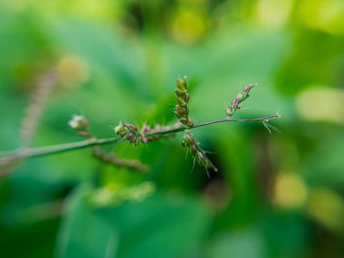 Yoğun bir ormandaki yemyeşil yaprakların sakin manzarası, gölgelikten süzülen benekli güneş ışığıyla aydınlanıyor.