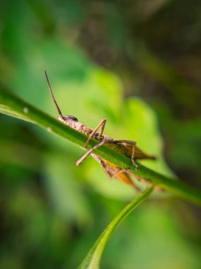 Yeşil bir yaprağa tünemiş çekirgenin detaylı bir yakın çekimi karmaşık vücut yapısını ve canlı renklerini gözler önüne seriyor.