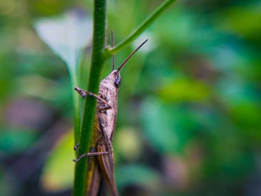 Yeşil bir yaprağa tünemiş çekirgenin detaylı bir yakın çekimi karmaşık vücut yapısını ve canlı renklerini gözler önüne seriyor.