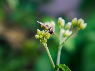 Syrphidae familyasından bir uçan sinek cinsi olan Sphaerophoria, bir bahçedeki bir çiçeğin üzerine tünemiş olarak görülür. Bu sineğin ince bir vücudu var, sarı ve siyah renkte.