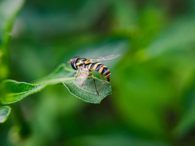 Syrphidae familyasından bir uçan sinek cinsi olan Sphaerophoria, bir bahçedeki bir çiçeğin üzerine tünemiş olarak görülür. Bu sineğin ince bir vücudu var, sarı ve siyah renkte.