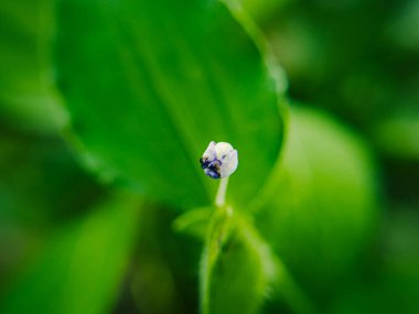 Nemophila pedunculata, commonly known as littlefoot nemophila, is a small annual flowering plant native to western North America. This plant grows in a garden with a blurred background clipart