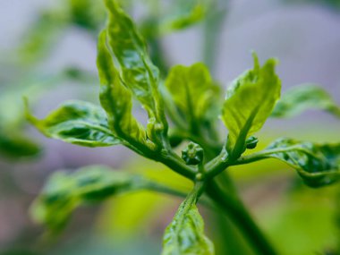 Güneşli arka bahçede yetişen doğal organik biber bitkileri..