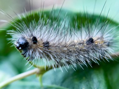 Tırtıl, doğal bir çevrede, bahçedeki bir ağacın yaprakları üzerinde yaşar..