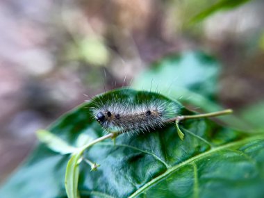 Tırtıl, doğal bir çevrede, bahçedeki bir ağacın yaprakları üzerinde yaşar..