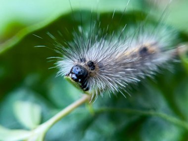 Tırtıl, doğal bir çevrede, bahçedeki bir ağacın yaprakları üzerinde yaşar..