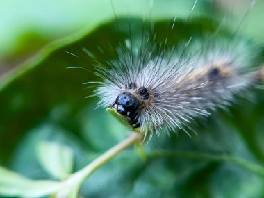 Tırtıl, doğal bir çevrede, bahçedeki bir ağacın yaprakları üzerinde yaşar..