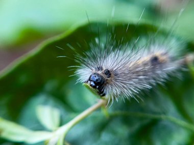 Tırtıl, doğal bir çevrede, bahçedeki bir ağacın yaprakları üzerinde yaşar..